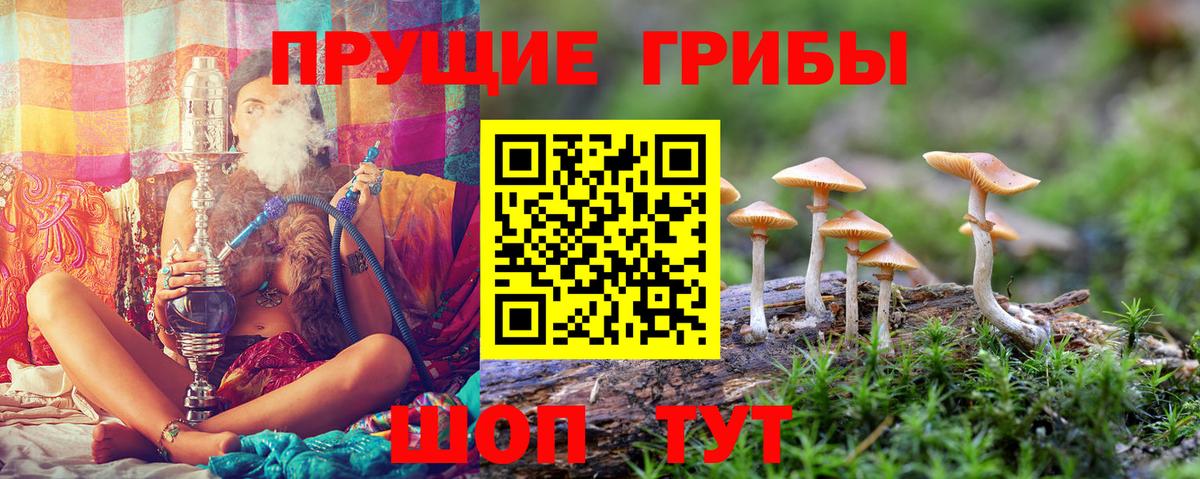 Галлюциногенные грибы Cubensis  Вход с VPN  Шали 